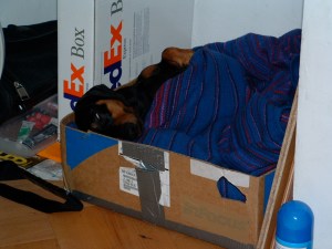 Cardboard Box & British Airways Blanket