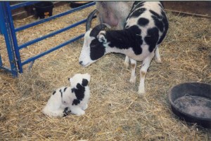 Endangered Little Bastard